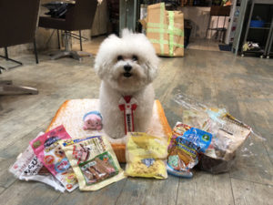 関内の美容室BOBの看板犬