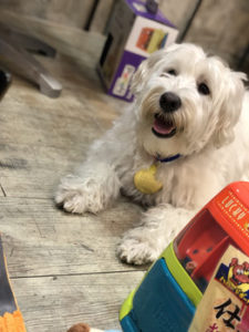 関内の美容室BOBの看板犬