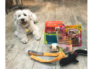 関内の美容室BOBの看板犬