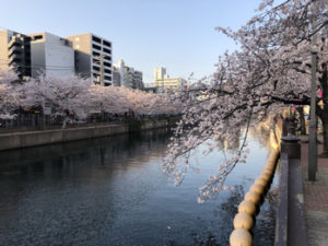 桜