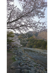 桜