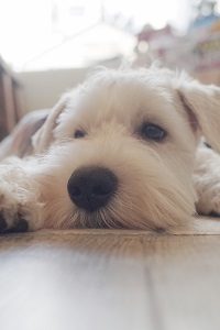 関内の美容院BOBの看板犬ポール