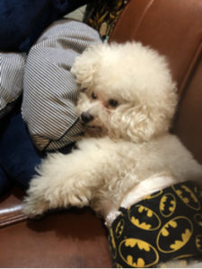 犬