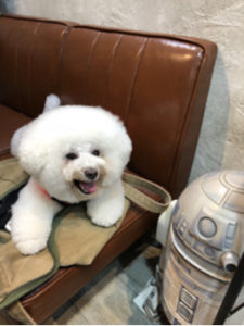 犬