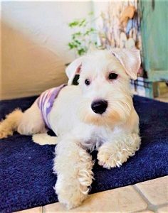 関内の美容院ボブの看板犬ポール