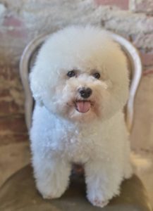 横浜・関内の美容院ボブの看板犬ボブ