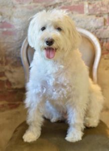 横浜・関内の美容院ボブの看板犬ポール