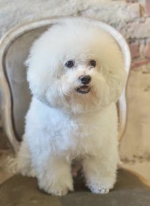 横浜・関内の美容院ボブの看板犬ジミー