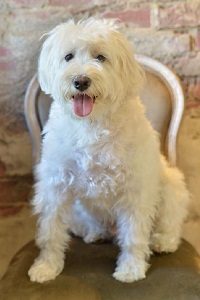 横浜・関内の美容院ボブの看板犬ポール