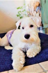 関内の美容室BOBの看板犬