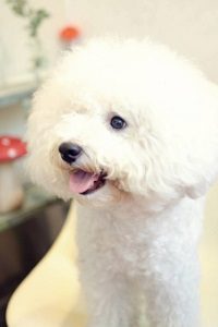 横浜・関内の美容院ボブの看板犬ボブ