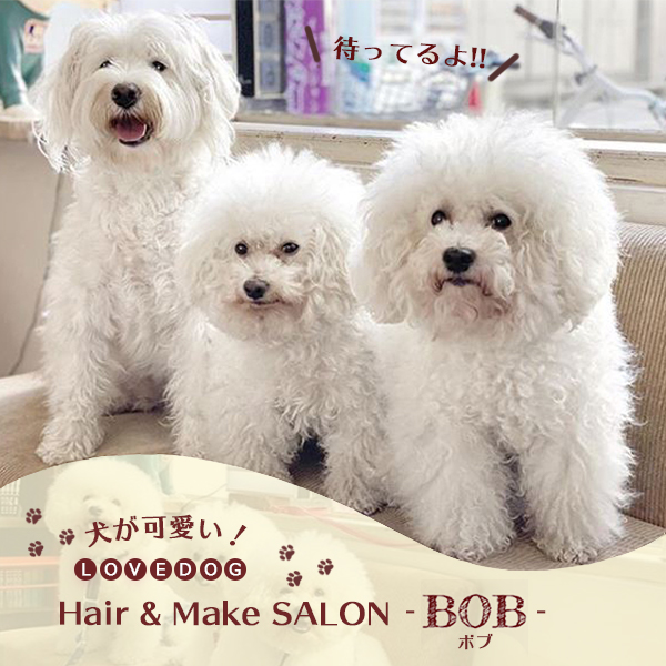 看板犬の１日 美容室bob ボブ 関内店